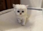 Gary - British Shorthair Kitten For Sale - 