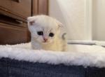 Roma - Scottish Fold Kitten For Sale - Phoenix, AZ, US