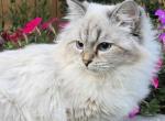 Female Siberian Neva Masquerade - Siberian Kitten For Sale - Meridian, ID, US