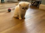 Samuel and Princess - Persian Kitten For Sale - Santa Clara, CA, US