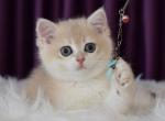 Pickwick British - British Shorthair Kitten For Sale - New York, NY, US