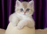 Peter British - British Shorthair Kitten For Sale - New York, NY, US