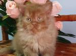 Egor British - British Shorthair Kitten For Sale - New York, NY, US