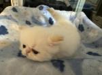 Persian pumpkin boy - Persian Kitten For Sale - Miami, FL, US