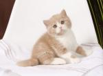 Fluff British - British Shorthair Kitten For Sale - New York, NY, US