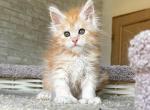 Maine Coon NOV Peach Polydactyl - Maine Coon Kitten For Sale - Brooklyn, NY, US