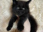 Maine Coon NOV Arkana - Maine Coon Kitten For Sale - Brooklyn, NY, US