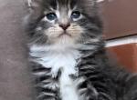 Maine Coon NOV Cosmos - Maine Coon Kitten For Sale - Brooklyn, NY, US