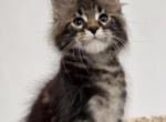 Maine Coon EZ Edison - Maine Coon Kitten For Sale - Brooklyn, NY, US