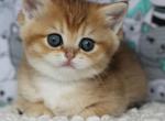 Nikol British - British Shorthair Kitten For Sale - 