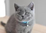 Kelvin - British Shorthair Kitten For Sale - WA, US