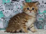 Nike British - British Shorthair Kitten For Sale - Manorville, NY, US