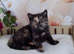 British A Queenie - British Shorthair Kitten For Sale - Manorville, NY, US