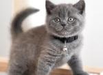 Mira - British Shorthair Kitten For Sale - WA, US