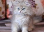 Lucky British - British Shorthair Kitten For Sale - Manorville, NY, US