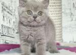 British A Omelia - British Shorthair Kitten For Sale - Manorville, NY, US