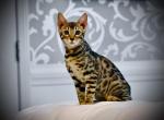 Bengal Kittens - Bengal Kitten For Sale - 