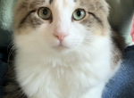 Bella - Domestic Cat For Adoption - Sayville, NY, US