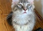 Maine Coon boy - Maine Coon Kitten For Sale - Atlanta, GA, US