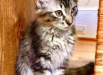 Girl Lynx brown - Maine Coon Kitten For Sale - Atlanta, GA, US