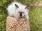 Astro - Ragdoll Kitten For Sale - New Smyrna Beach, FL, US