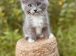 Bleu - Ragdoll Kitten For Sale - New Smyrna Beach, FL, US