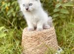 Armani - Ragdoll Kitten For Sale - New Smyrna Beach, FL, US