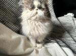 Cfa tabby and a black bicolor - Persian Kitten For Sale - Woodburn, IN, US