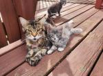 Half Breed Maine coons - Maine Coon Kitten For Sale - Stevens, PA, US