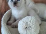 Lilac Girls traditional Applehead purebred Siames - Siamese Kitten For Sale - NY, US