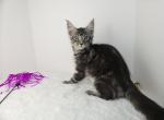 Batman  Silver Tabby Maine Coon Male - Maine Coon Kitten For Sale - Union City, MI, US