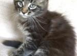 Caspian Brown Tabby Maine Coon - Maine Coon Kitten For Sale - Union City, MI, US