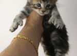 Atticus Ultra Polydactyl - Maine Coon Kitten For Sale - Union City, MI, US