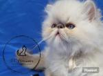 Chocolate lynx point boy - Persian Kitten For Sale - 