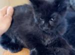 Baby female pure Main Coon - Maine Coon Kitten For Sale - FL, US