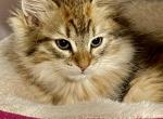 Golden Child - Siberian Kitten For Sale - Tampa, FL, US