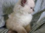 Sasha - Ragdoll Kitten For Sale - Troy, KS, US