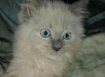 Roy - Ragdoll Kitten For Sale - Troy, KS, US