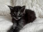 Misha - Maine Coon Kitten For Sale - NV, US