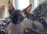 Bambino sphynx female cat - Bambino Kitten For Sale - Miami, FL, US