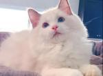 Wow - Ragdoll Kitten For Sale - Ontario, CA, US