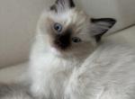 Joyzie - Ragdoll Kitten For Sale - Mount Joy, PA, US