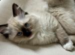 Josie - Ragdoll Kitten For Sale - Mount Joy, PA, US