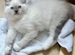 Jasmine - Ragdoll Kitten For Sale - Mount Joy, PA, US