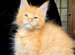 Roxolana Maine Coon female red - Maine Coon Kitten For Sale - Miami, FL, US