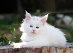 Zara Maine Coon female white - Maine Coon Kitten For Sale - Miami, FL, US