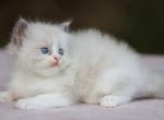 Bruno Ragdoll male blue bicolour - Ragdoll Kitten For Sale - Miami, FL, US