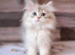 Lila British Longhair female blue golden shaded - British Shorthair Kitten For Sale - 