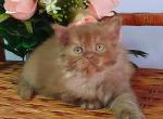 Egor British Longhair male cinnamon - British Shorthair Kitten For Sale - Miami, FL, US