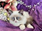 Ragdoll Female - Ragdoll Kitten For Sale - 